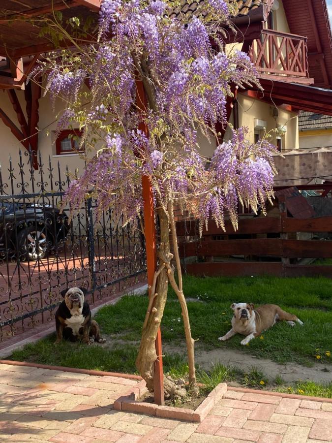 Villa Negra Motel Berzence ภายนอก รูปภาพ